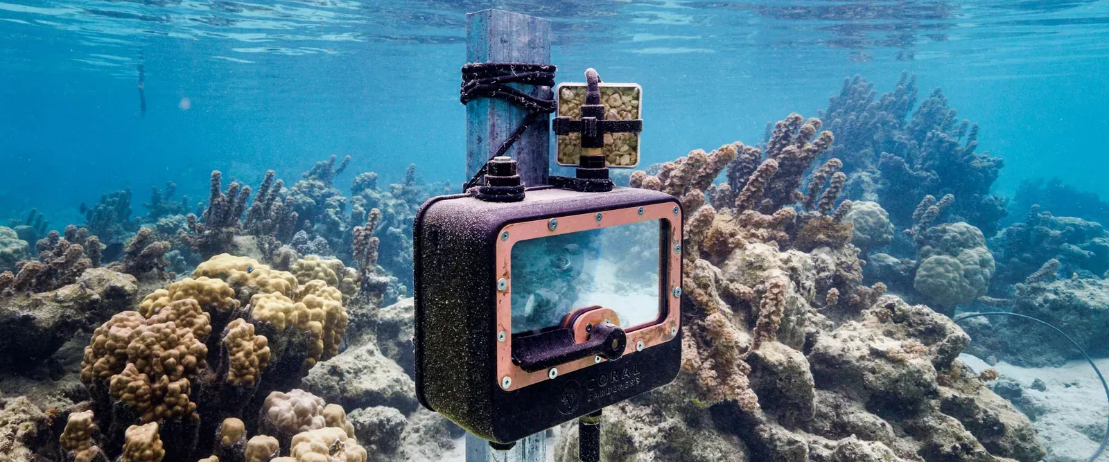 Camera in an underwater housing above a coral reef
